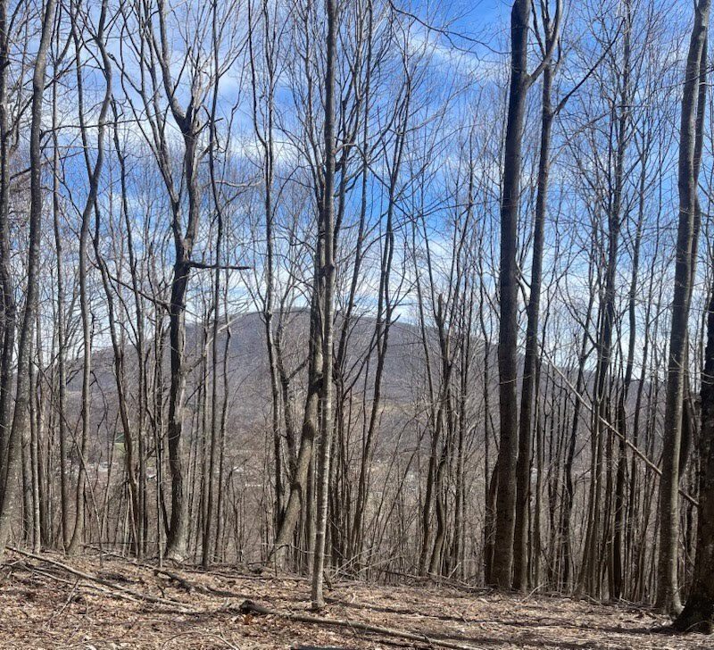 Winter view from Lot 10 through hardwoods